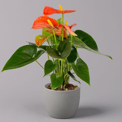 Flamingoblume, 'Orange Champion', orange, Topf-Ø 12 cm, Höhe ca. 35 cm