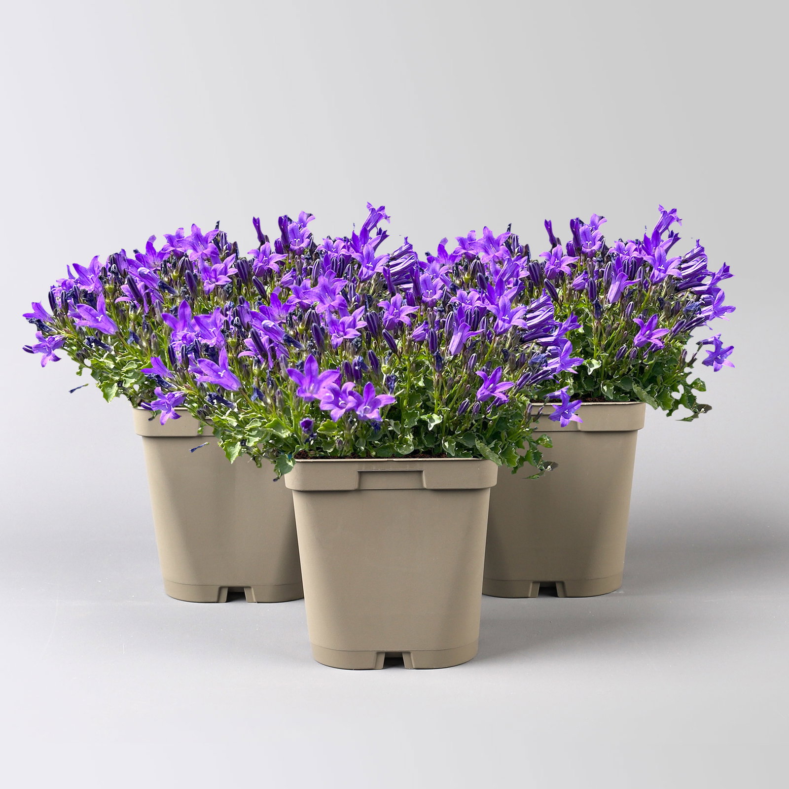 Bio Campanula portenschlagiana blau, Topf 11x11 cm, 3 Pflanzen Bio Campanula portenschlagiana blau, Topf 11x11 cm, 3 Pflanzen