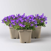 Bio Campanula portenschlagiana blau, Topf 11x11 cm, 3 Pflanzen Bio Campanula portenschlagiana blau, Topf 11x11 cm, 3 Pflanzen