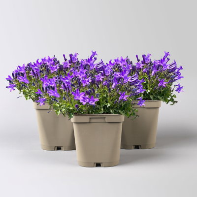 Bio Campanula portenschlagiana blau, Topf 11x11 cm, 3 Pflanzen Bio Campanula portenschlagiana blau, Topf 11x11 cm, 3 Pflanzen