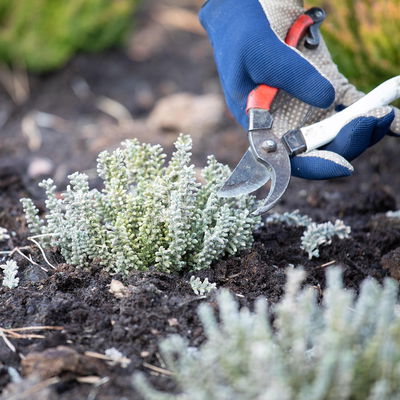 Calluna Fluffy®, silberlaubig, Topf-Ø 11 cm, 6 Pflanzen