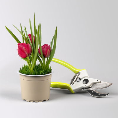 Zwiebelpflanzen-Set Frühlingsleuchten, blau-weiß-rot, 9 Pflanzen