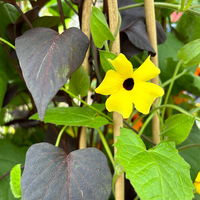 Thunbergia-Ziersüßkartoffel Pyramide, Farbe zufällig, Topf-Ø 21cm, Höhe ca.100cm