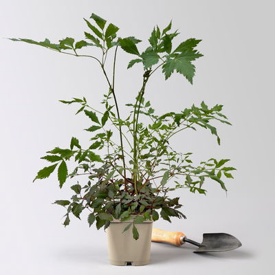 Bio Prachtspiere rosa, Topf 11x11 cm, 3 Pflanzen