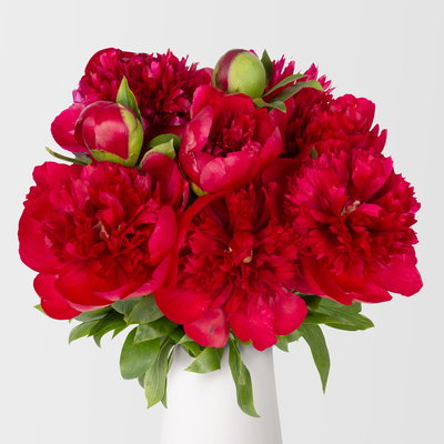 10 rote Pfingstrosen