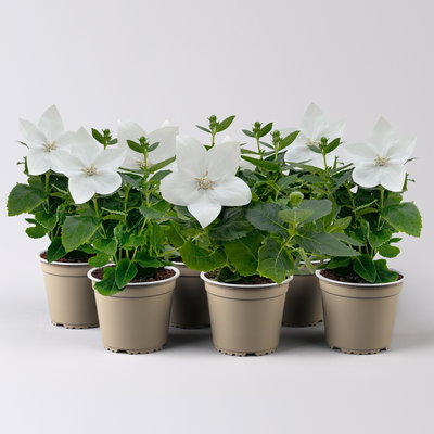 Ballonblume, weiß, Topf-Ø 12 cm, 6 Pflanzen