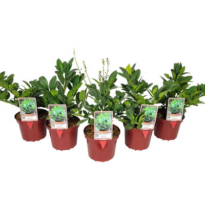 Zwerg-Lorbeerkirsche 'Piri', Topf 2 Liter, 5er-Set