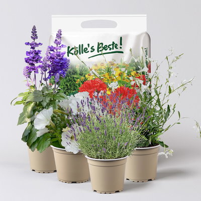 Pflanzenkreation Lavendeltraum, klein, 4 Pflanzen inkl. Erde