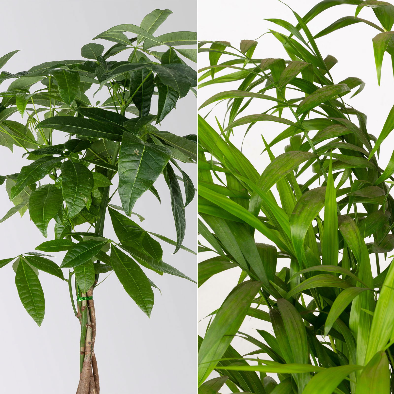 Grünpflanzen-Set Tierfreunde-Duo, Topf-Ø 17 cm, 2 Pflanzen