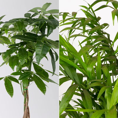 Grünpflanzen-Set Tierfreunde-Duo, Topf-Ø 17 cm, 2 Pflanzen