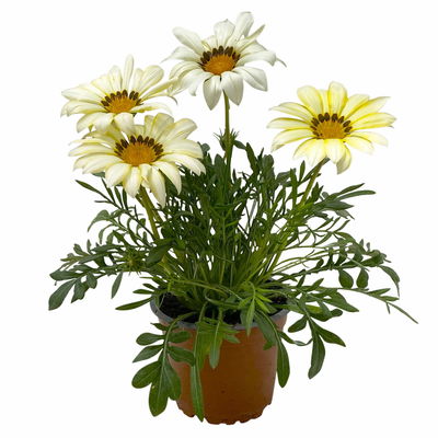 Mittagsgold Farbe zufällig, Topf-Ø 12 cm, 6er-Set Mittagsgold Farbe zufällig, Topf-Ø 12 cm, 6er-Set