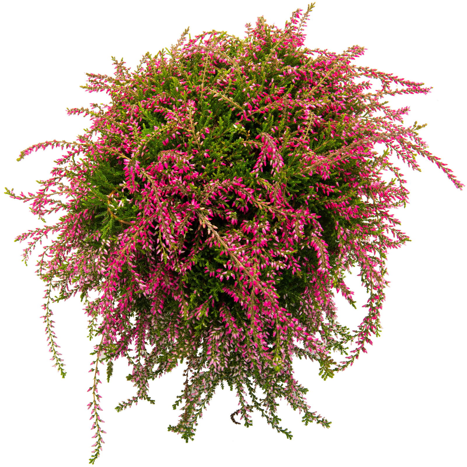 Calluna hängend, rosa, gelblaubig, Topf-Ø 12 cm, 3 Stück