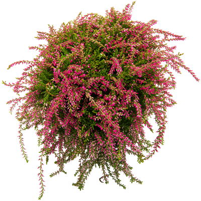 Calluna hängend, rosa, gelblaubig, Topf-Ø 12 cm, 3 Pflanzen Calluna hängend, rosa, gelblaubig, Topf-Ø 12 cm, 3 Pflanzen