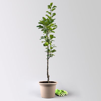 Kölle Bio Säulenapfel 'Rondo'Ⓢ, Unterlage MM 111, Topf 10 Liter