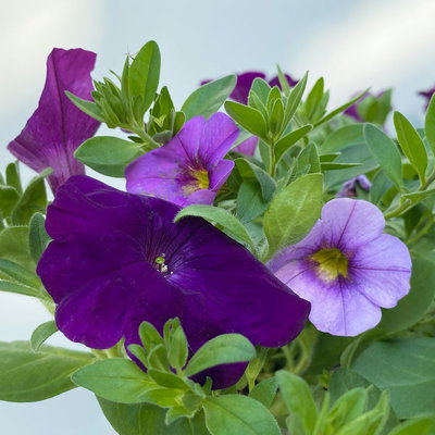 Petunie/Zauberglöckchen 'Duo' blau-lila, Topf-Ø 14 cm, 4 Pflanzen