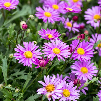 Blaues Gänseblümchen 'Fresco™ Candy', 6er-Set, pink, Topf 12 cm Ø