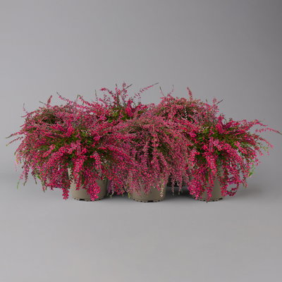 Knospenheide 'Rasta Girls®', überhängend, rot, Topf-Ø 13 cm, 6 Pflanzen Knospenheide 'Rasta Girls®', überhängend, rot, Topf-Ø 13 cm, 6 Pflanzen
