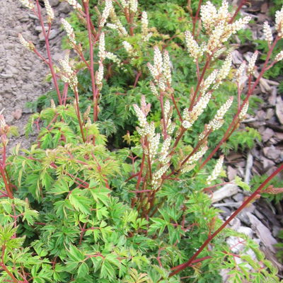 Zwerg-Geißbart 'Filigran', cremeweiß, Topf 11x11 cm, 3 Pflanzen Zwerg-Geißbart 'Filigran', cremeweiß, Topf 11x11 cm, 3 Pflanzen