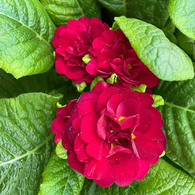 Primel 'Belarina', rot, Topf-Ø 12 cm, 6 Pflanzen