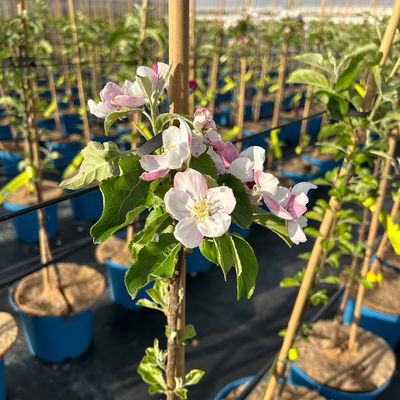 Kölle Bio Apfel 'Pinova', Unterlage M 26, Höhe 125/150, Topf 10 Liter