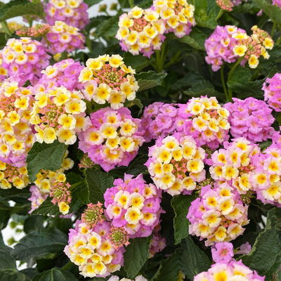 Wandelröschen lila/gelb, Topf-Ø 27 cm