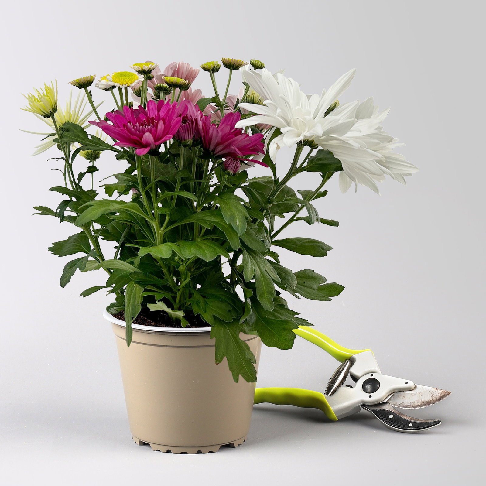 Chrysanthemen 'Bouquet', rosa-weiß-bordeaux-gelb, Topf-Ø 14 cm, 4 Pflanzen Chrysanthemen 'Bouquet', rosa-weiß-bordeaux-gelb, Topf-Ø 14 cm, 4 Pflanzen