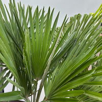 Hanfpalme, Stamm, Topf 35-45 Liter, Höhe ca. 180 cm