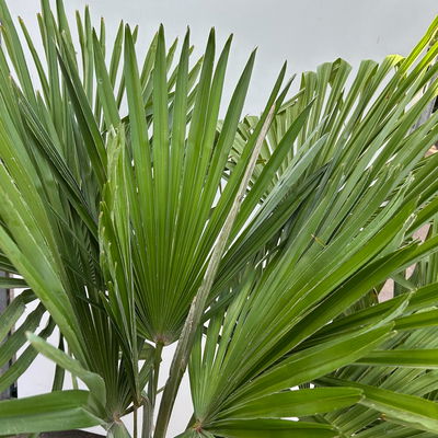 Hanfpalme, Stamm, Topf 35-45 Liter, Höhe ca. 180 cm