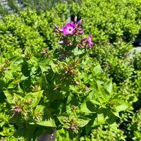 Flammenblume 'Adessa® Rose Eye', rosa, 3 Liter Topf Flammenblume 'Adessa® Rose Eye', rosa, 3 Liter Topf