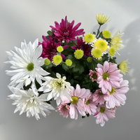 Chrysanthemen 'Bouquet', rosa-weiß-bordeaux-gelb, Topf-Ø 14 cm, 4 Pflanzen Chrysanthemen 'Bouquet', rosa-weiß-bordeaux-gelb, Topf-Ø 14 cm, 4 Pflanzen