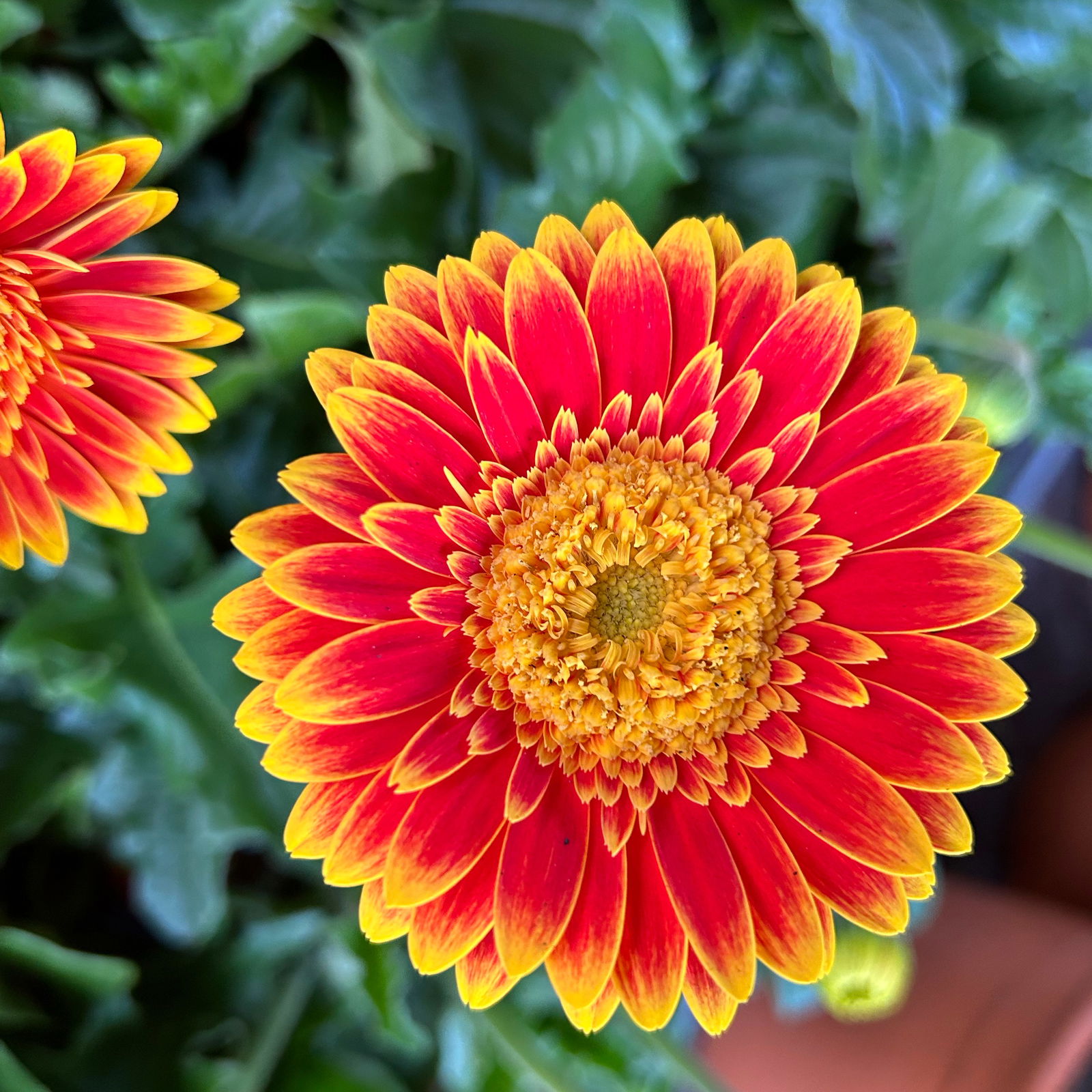 Gerbera 'Garvinea® Orange', Topf-Ø 19 cm