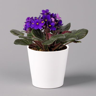 Usambaraveilchen in Keramiktopf Dallas weiß, dunkelblau, Topf-Ø 12 cm, 3er-Set Usambaraveilchen in Keramiktopf Dallas weiß, dunkelblau, Topf-Ø 12 cm, 3er-Set