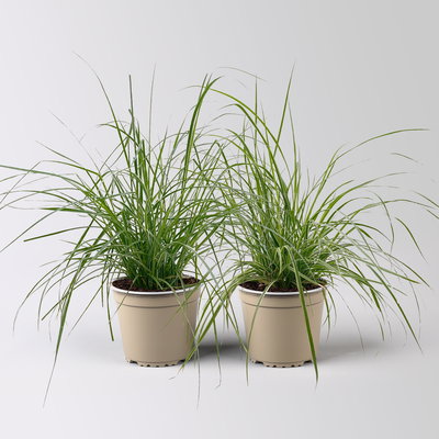 Buntes Lampenputzergras 'Sky Rocket', bunt, Topf-Ø 19 cm, 2 Pflanzen