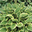 Bio Funkien 'Fragrant Bouquet', hellviolett, Topf 11x11 cm, 3 Pflanzen Bio Funkien 'Fragrant Bouquet', hellviolett, Topf 11x11 cm, 3 Pflanzen