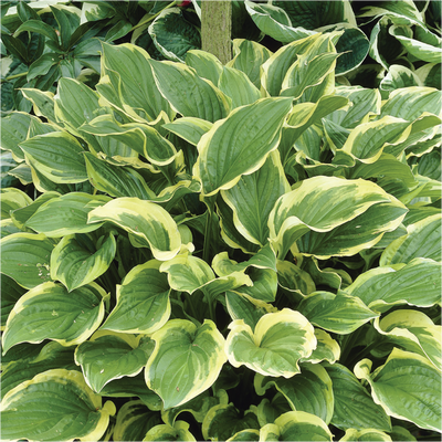 Bio Funkien 'Fragrant Bouquet', hellviolett, Topf 11x11 cm, 3 Pflanzen