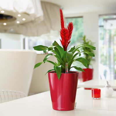 Lechuza 'Deltini', scarlet-rot, ca. 15 x 15 x H 19 cm Lechuza 'Deltini', scarlet-rot, ca. 15 x 15 x H 19 cm