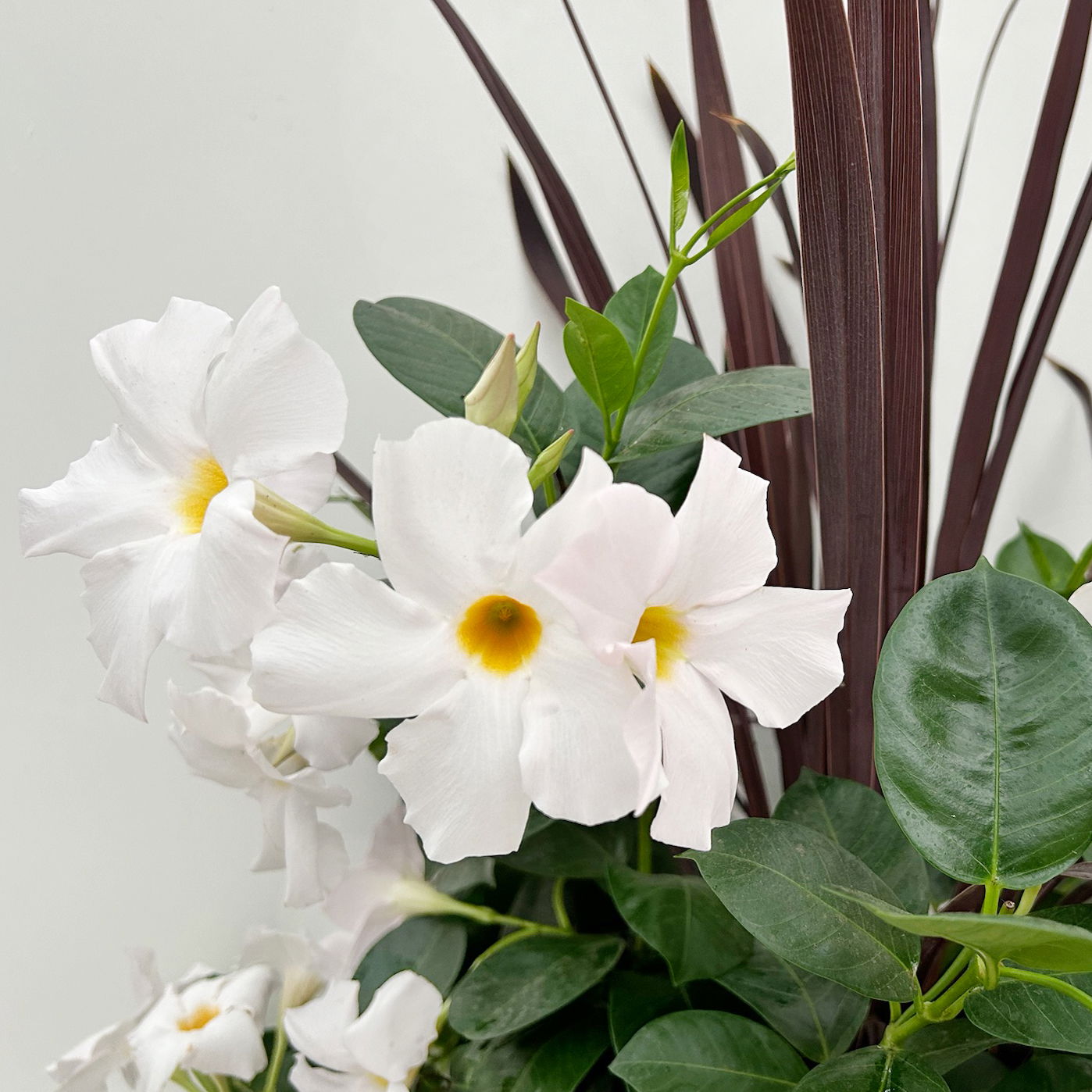 Mixtopf Dipladenia mit Keulenlilie, Farbe zufällig, Topf-Ø 26 cm
