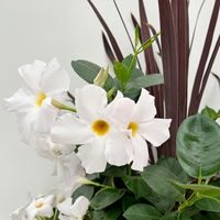 Mixtopf Dipladenia mit Keulenlilie, Farbe zufällig, Topf-Ø 26 cm