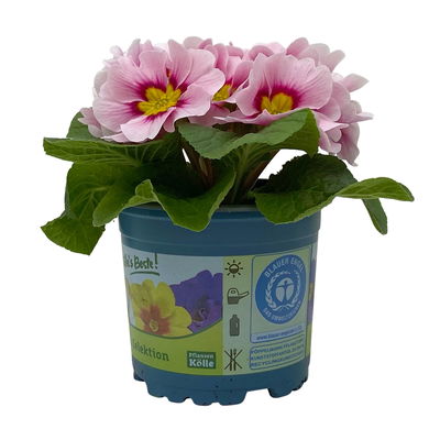 Primel 'Apfelblüte', rosa mit Auge, Topf-Ø 11 cm, 8 Pflanzen