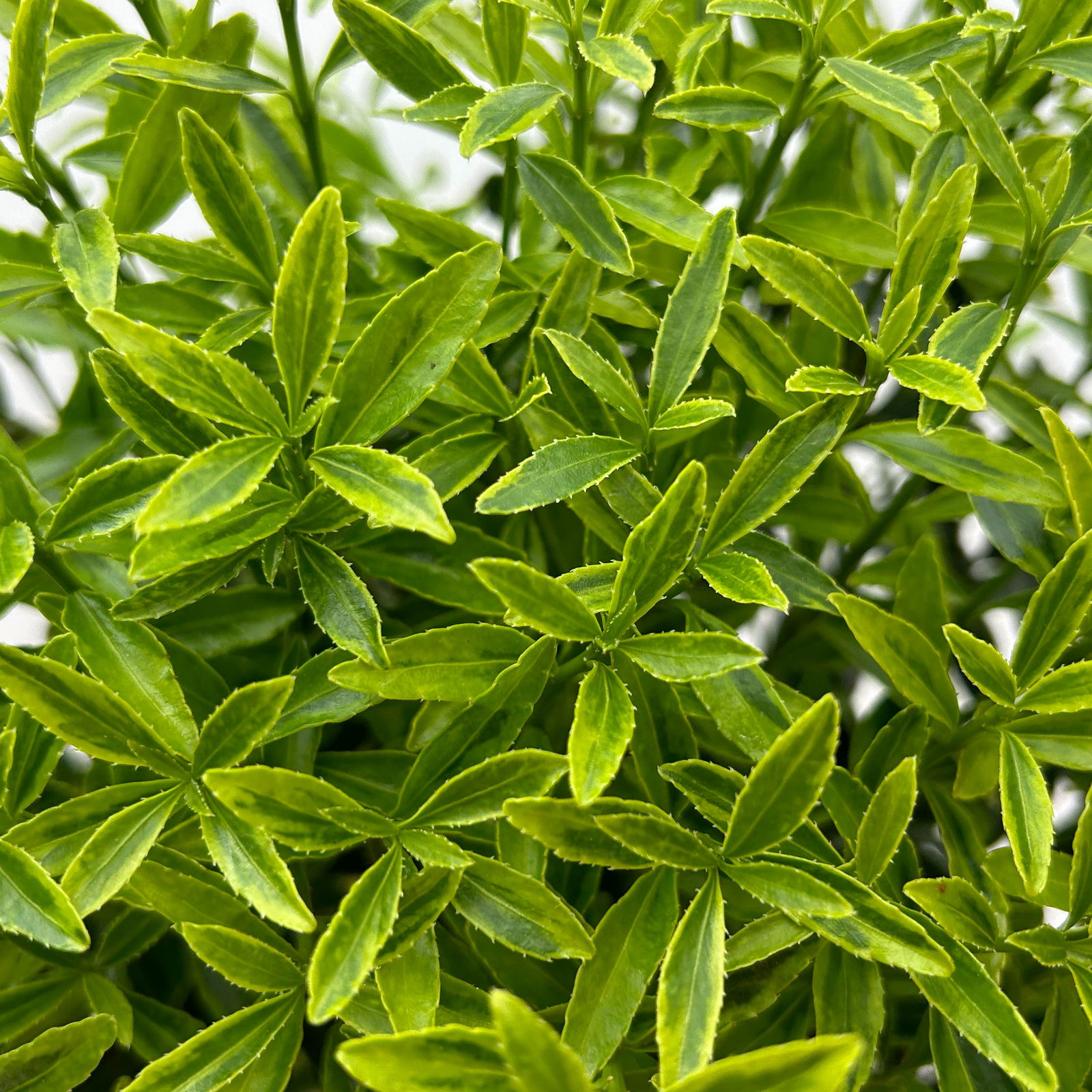 Japanischer Spindelstrauch 'Microphyllus Aureovariegatus', Topf-Ø 17 cm, 2er-Set