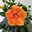 Hibiskus, orange, Topf-Ø 17 cm