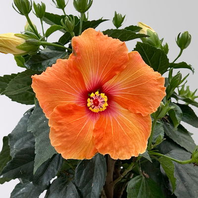 Hibiskus, orange, Busch, Topf-Ø 17 cm, 2 Pflanzen Hibiskus, orange, Busch, Topf-Ø 17 cm, 2 Pflanzen
