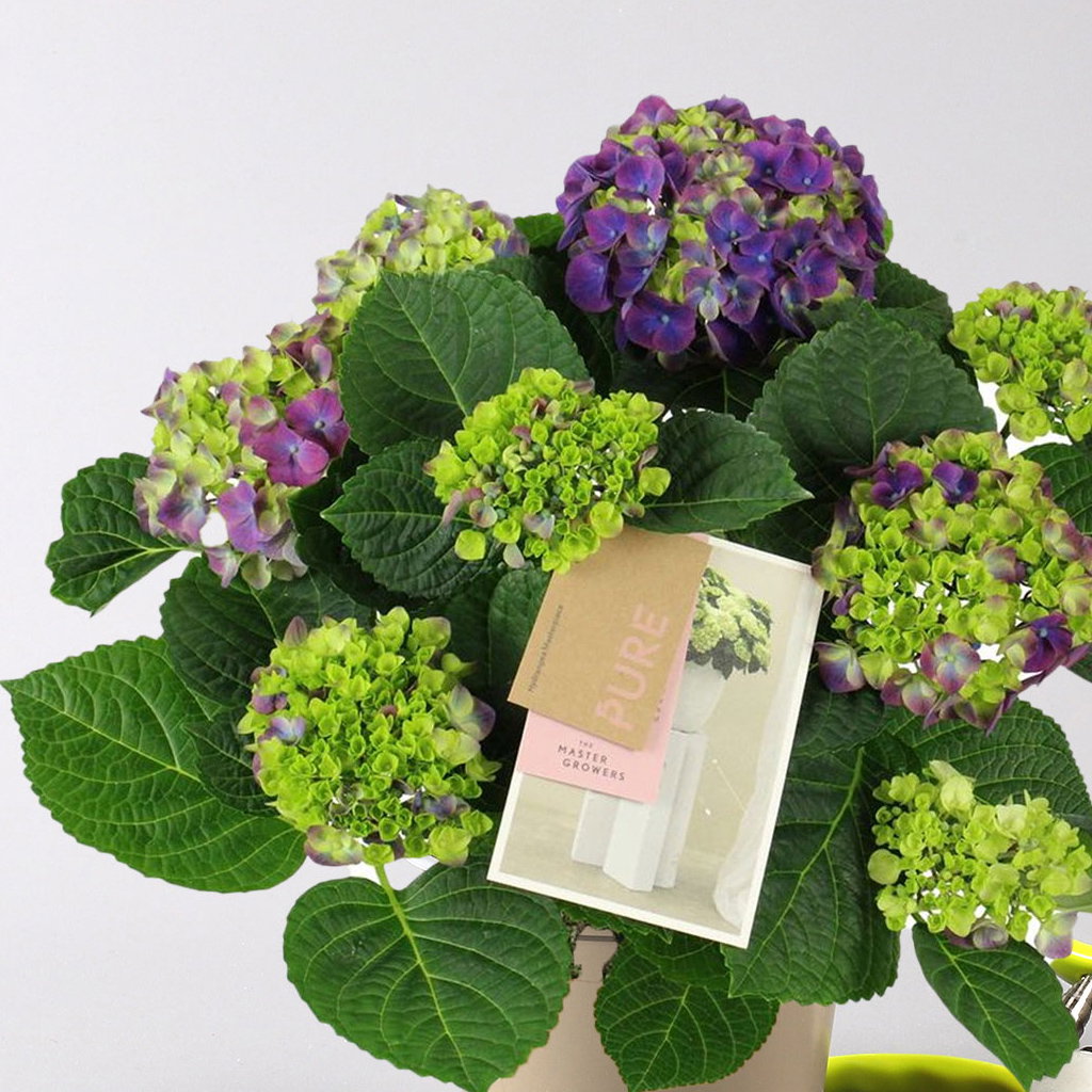 Hortensie 'Ningbo', zweifarbig lila, Topf-Ø 14cm, 2 Pflanzen