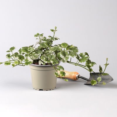 Pflanzenkreation Blütenmärchen, 6 Pflanzen inkl. Erde und Dünger Pflanzenkreation Blütenmärchen, 6 Pflanzen inkl. Erde und Dünger