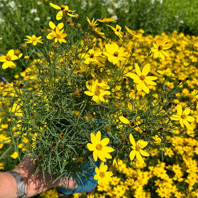 Bio Mädchenauge 'Zagreb', goldgelb, Top 11x11 cm, 3 Pflanzen Bio Mädchenauge 'Zagreb', goldgelb, Top 11x11 cm, 3 Pflanzen