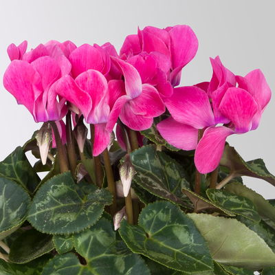 Pflanzenkreation Zauberhafter Winter, 8 Pflanzen + Lichterkette + Erde Pflanzenkreation Zauberhafter Winter, 8 Pflanzen + Lichterkette + Erde