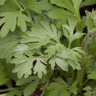 Bio Wermut, Topf-Ø 12cm, frisch aus unserer Bio-Gärtnerei Bio Wermut, Topf-Ø 12cm, frisch aus unserer Bio-Gärtnerei