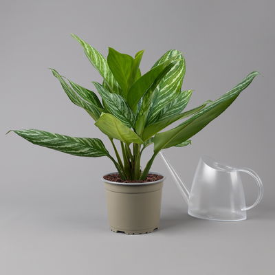 Aglaonema 'Stripes', Topf-Ø 17 cm, Höhe ca. 50 cm Aglaonema 'Stripes', Topf-Ø 17 cm, Höhe ca. 50 cm