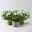 Glockenblume 'Spring Bell®', weiß, Topf-Ø 12 cm, 3 Pflanzen Glockenblume 'Spring Bell®', weiß, Topf-Ø 12 cm, 3 Pflanzen