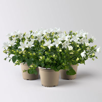 Glockenblume 'Spring Bell®', weiß, Topf-Ø 12 cm, 3 Pflanzen
